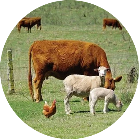 Tour to Farm